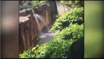 Harambe a 400 pound Gorilla grabs child who's fallen into habitat at Cincinnati Zoo