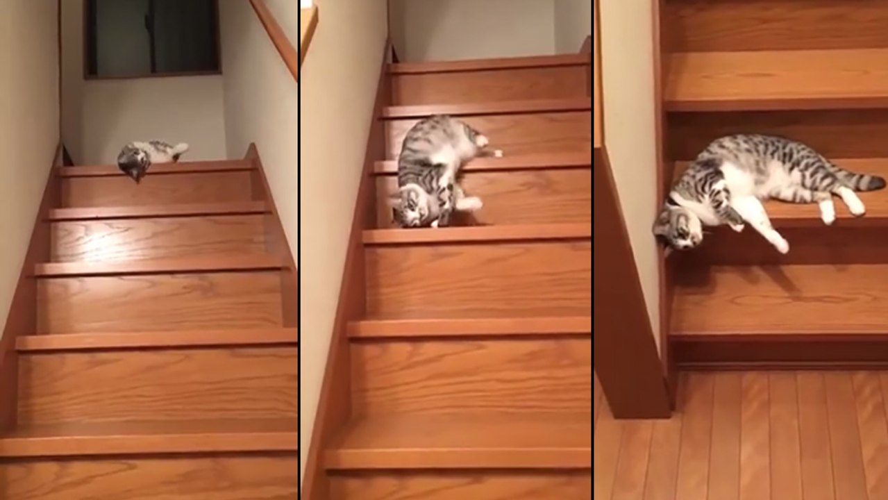 Ce chat descend les escalier d'une drôle de façon !
