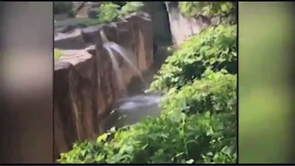 Accident dans un Zoo : un gamin chute dans l'enclos des gorilles