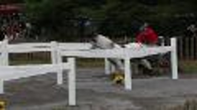 Pau : le mondial d'attelage assure le spectacle