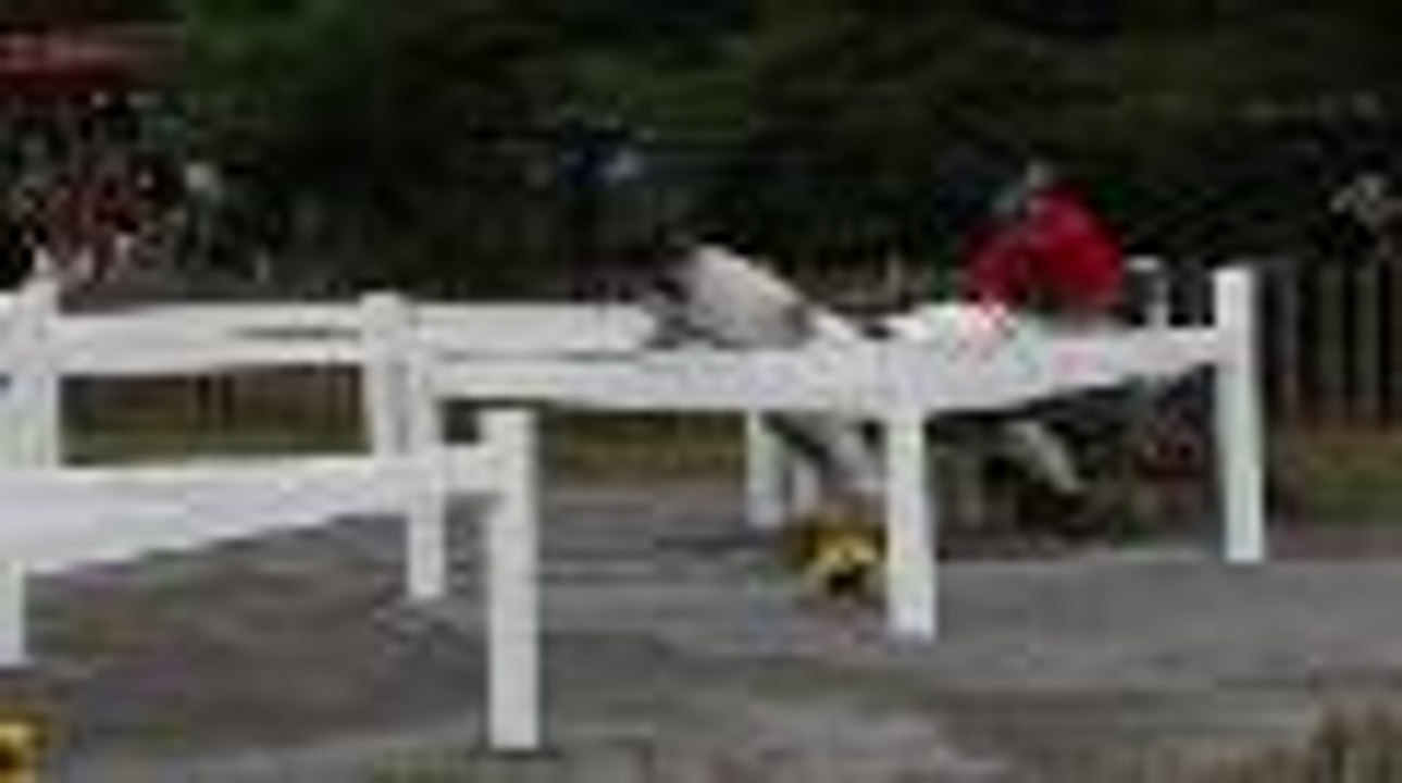 Pau : le mondial d'attelage assure le spectacle