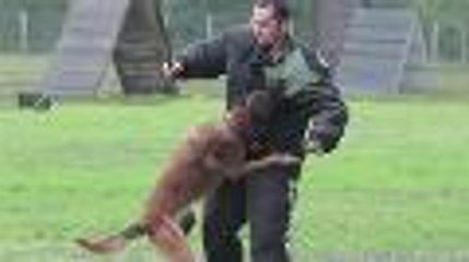 Bordeaux : reportage au sein de la brigade canine