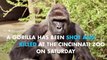 Cincinnati zoo shoots gorilla dead after child falls into enclosure