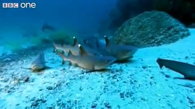 Sharks practising the Jaws theme