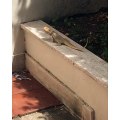 Emma Marrone Facebook, iguana in giardino fa visita alla cantante salentina [VIDEO]