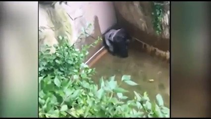 four year old boy falls 12 feet into zoo enclosure and dragged by 400 lb GORILLA
