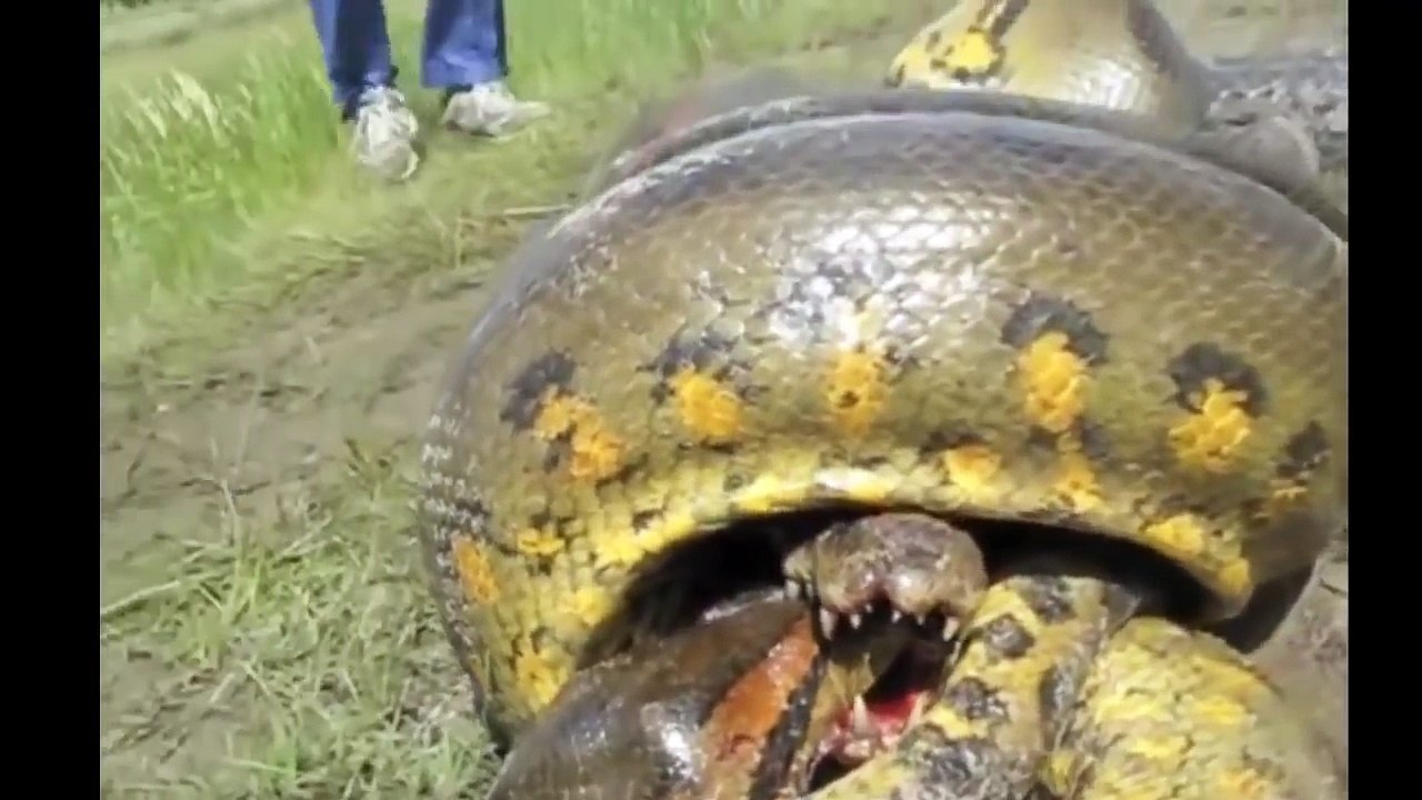 anaconda vs crocodile - Python vs Alligator compilation - Python vs crocodile - Snake