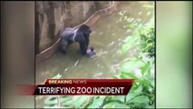 Gorilla grabs child whos fallen into habitat at cincinnati Zoo