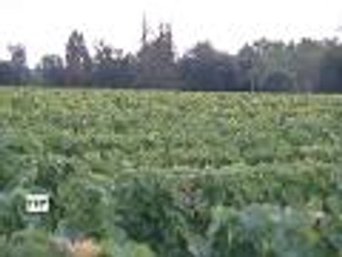 Les vendanges ont débuté dans le Bordelais