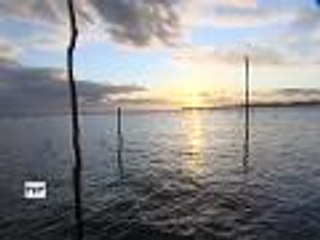 Quel avenir pour les huîtres du bassin ?