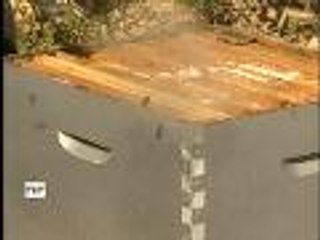 Frelon asiatique : des méthodes de piegeage peu efficaces