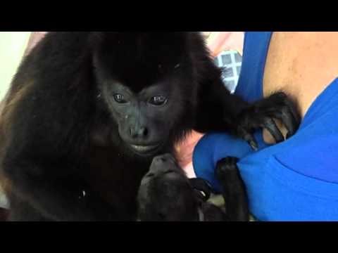 Rescued Howler Monkeys Meet and Embrace