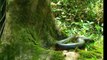 Giant Anaconda - World's Biggest Snake Found on Earth - Largest Snake - Longest Python