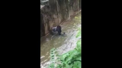 A child fall into the Gorilla enclosure