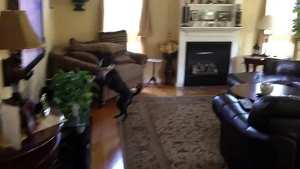 When her favorite show is on, this dog can’t stop doing this…