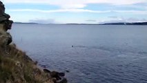 Killer Whales on the hunt at Stingray Bay