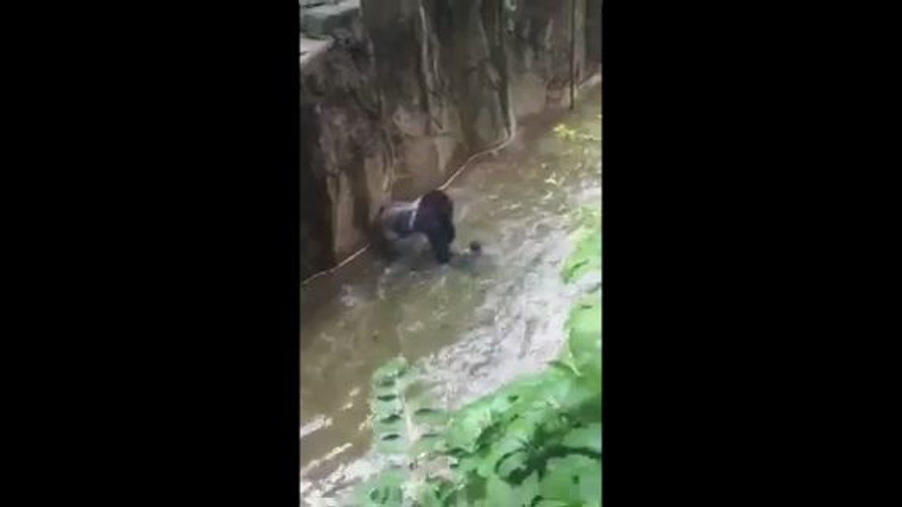 Un enfant chute dans l'enclos du gorille