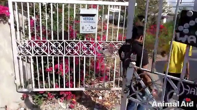 Ce chien rampe dans un jardin pour mourir, mais regardez bien ce qu'il lui arrive ensuite! - vidéo Dailymotion (1)