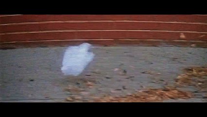 Красота по-американски (1999) | American Beauty | "В мире столько красоты"