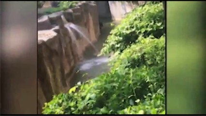 un enfant tombe dans l'enclos d'un gorille, le zoo tue l'animal