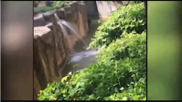 un enfant tombe dans l'enclos d'un gorille, le zoo tue l'animal