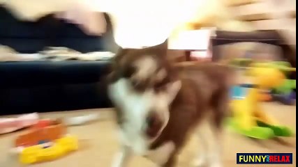 Funny kids 2016 -- Siberian Husky Dogs Love Babies - Compilation 2015
