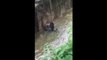 Un gorille abattu dans son enclos pour sauver un enfant