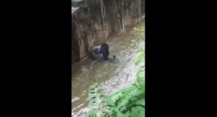 Un gorille abattu dans son enclos pour sauver un enfant