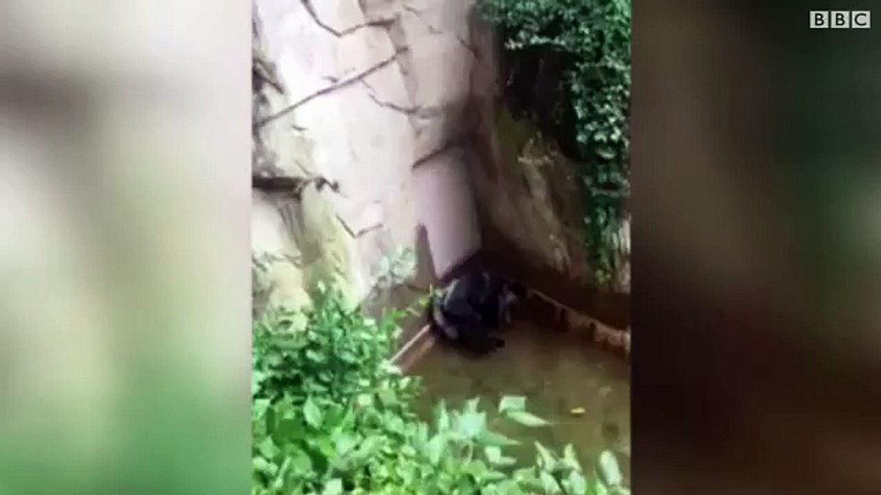 child falls into gorilla exhibit