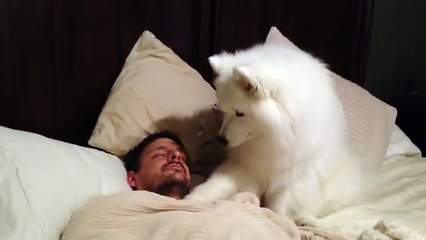 Un chien réveil son maître...mais regardez de qu'elle manière il le fait