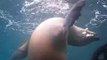 25 Cris Video Galapagos Diving Playing Sealions 02