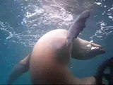 25 Cris Video Galapagos Diving Playing Sealions 02