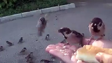 Trust in Human Restored - Sparrow Eating Bread On Hand of Human