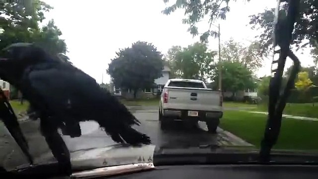Corneille prend un tour sur un essuie-glace de fenêtre