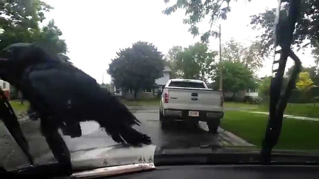 Corneille prend un tour sur un essuie-glace de fenêtre