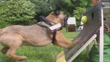 Tournoi de flyball à Auchy les mines
