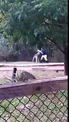 Got Hands Kangaroo Attacks Zoo Worker