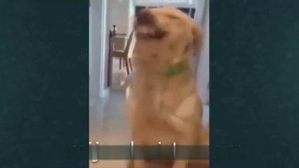 Whatsapp Videos Fails Engraçados Best Funny Comedy Risas Pata Maio 2016