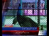 News Bulletin 09pm 29 May 2016 - Such TV