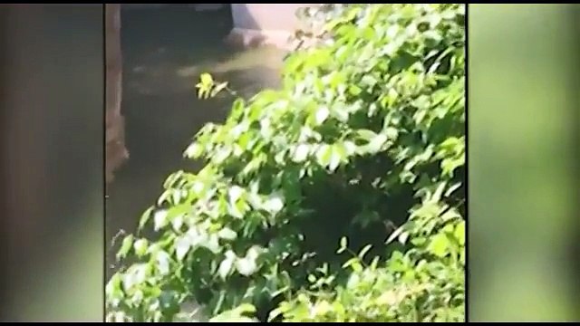 See How Gorilla Grabs Child Who's Fallen Into Habitat At Cincinnati Zoo