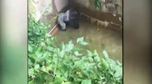 Gorilla Grabs Child Whos Fell Into Habitat At The Cincinnati Zoo  New Video