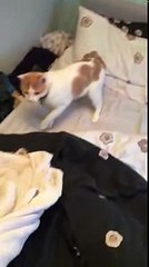 Ninja Kitten Gets Ambushed