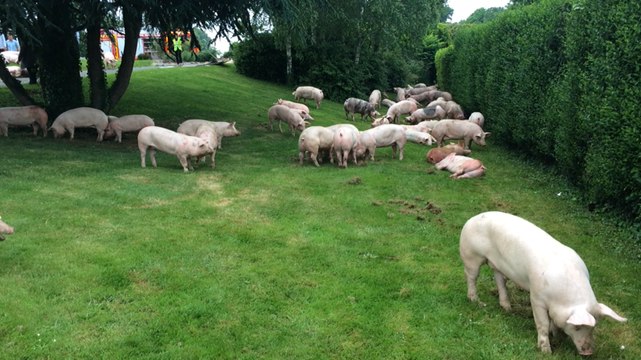 Accident d'un camion de porcs