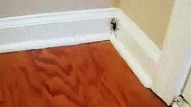 Una manera de no incendiar la casa cuando encontramos una araña