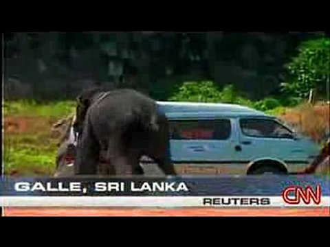 Слон сошел с ума