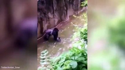 Criança de 4 anos caiu na jaula de um gorila