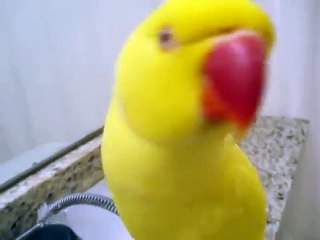 Bowie tells me to SMILE :)  - Video- Dailymotion