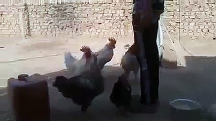 Hahaha Or tang karo Bichari murgiyan ko