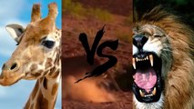 10 Шокирующих битв животных снятых на камеру шокирующее видео  16
