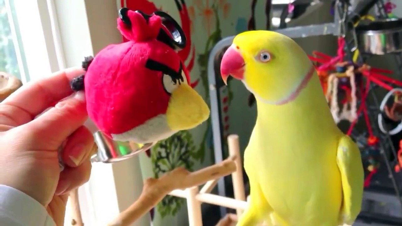My Bowie talks to Angry Bird - Video Dailymotion
